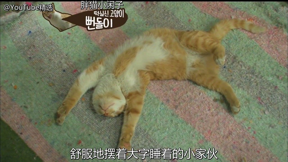 “小闲子”是一只睡觉时绝对不会被...